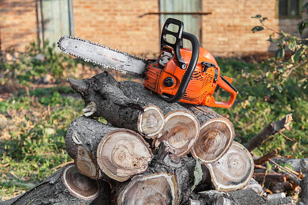 Best Tree Branch Trimming  in Dunstan, ME